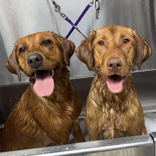 two dogs taking a bath on the Iron Range of Northern Minnesota. Doggy Day Care